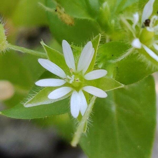 Cerastium diffusum Floare