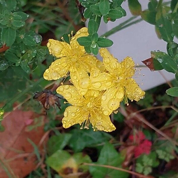 Hypericum maculatum Õis