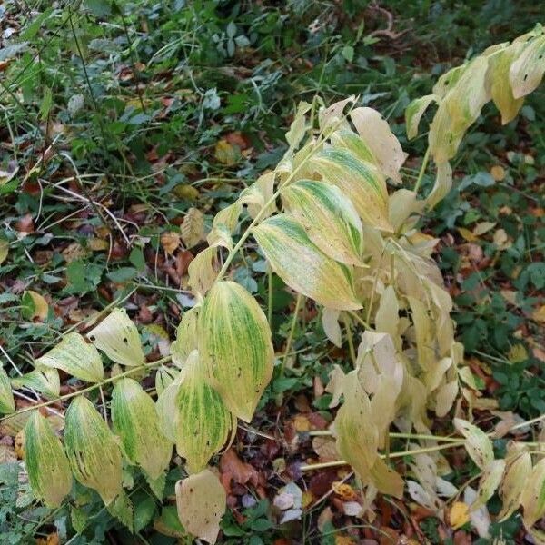 Polygonatum multiflorum Habitatea