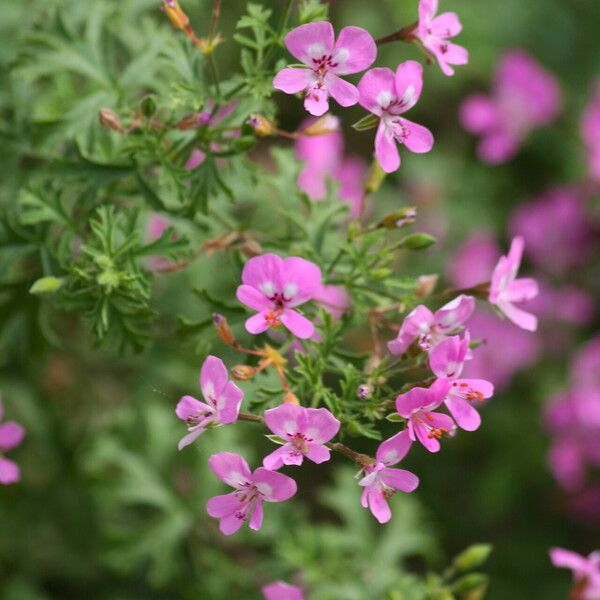Pelargonium fruticosum
