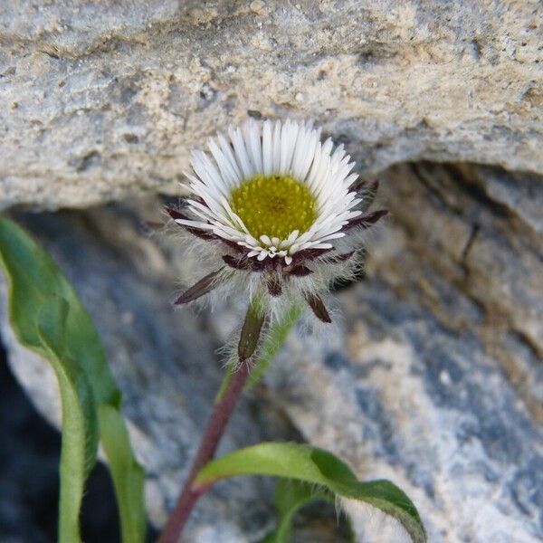 Erigeron uniflorus Virág