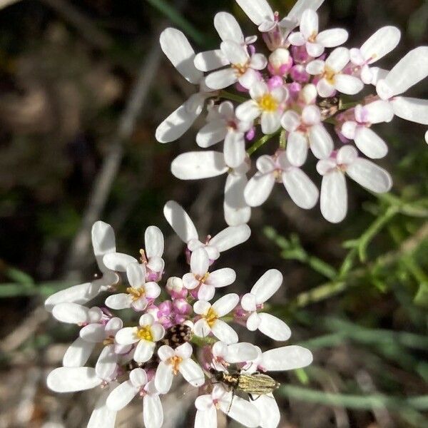 Iberis pinnata Květ