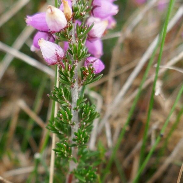 Erica cinerea Frunză