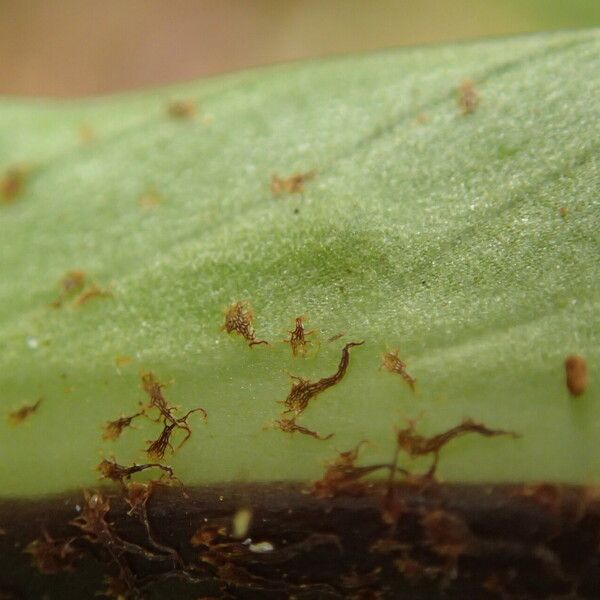 Asplenium africanum 葉