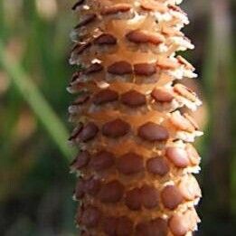 Equisetum arvense Flower