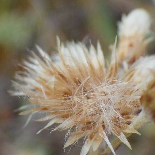 Antennaria microphylla Blüte