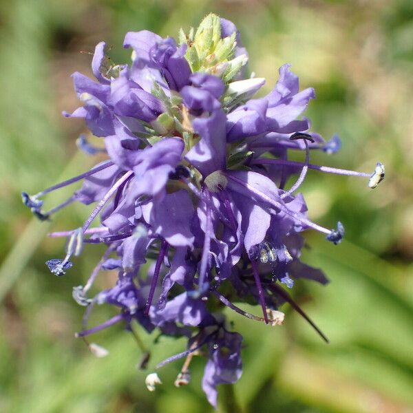 Veronica allionii Blomma