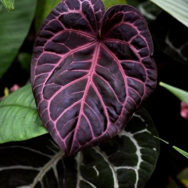 Anthurium crystallinum Blad