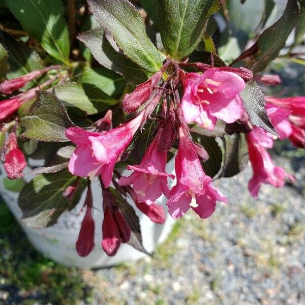 Weigela florida 花