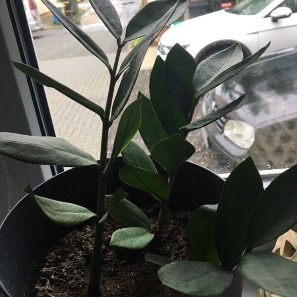 Zamioculcas zamiifolia Leaf