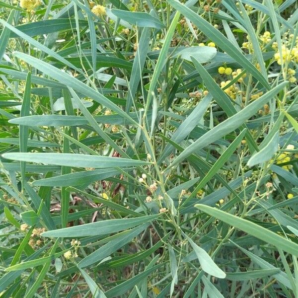 Acacia retinodes ഇല