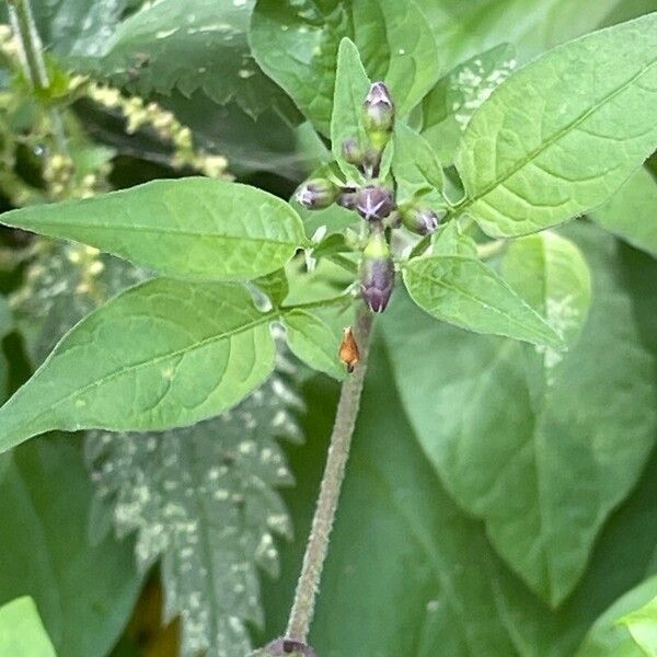 Solanum dulcamara Lehti