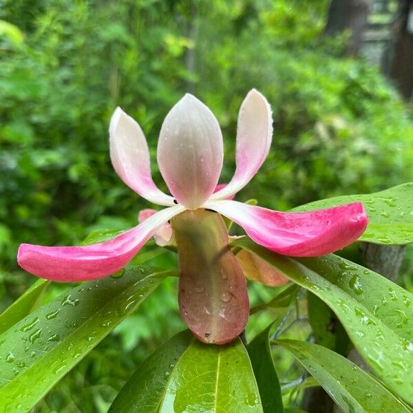 Magnolia insignis Flower