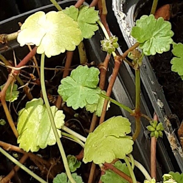 Hydrocotyle vulgaris Habitus