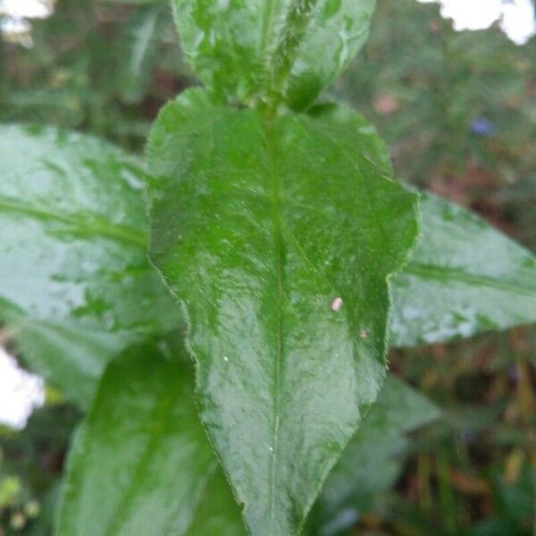 Lychnis chalcedonica ᱥᱟᱠᱟᱢ