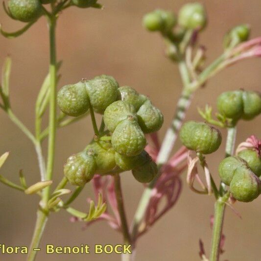 Bifora testiculata Fruit