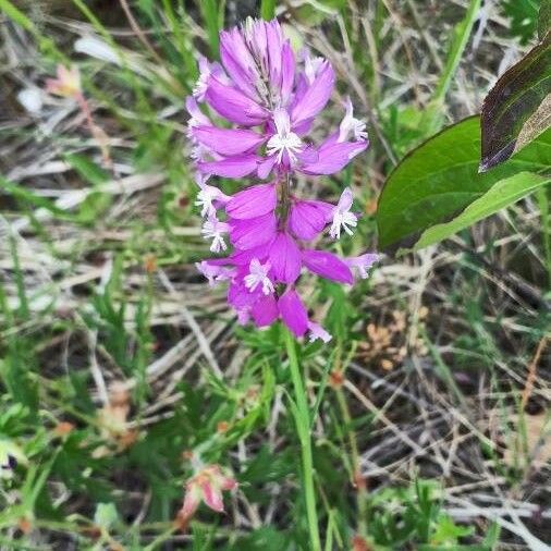 Polygala major Flower