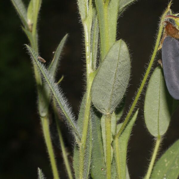 Crotalaria sagittalis Лист