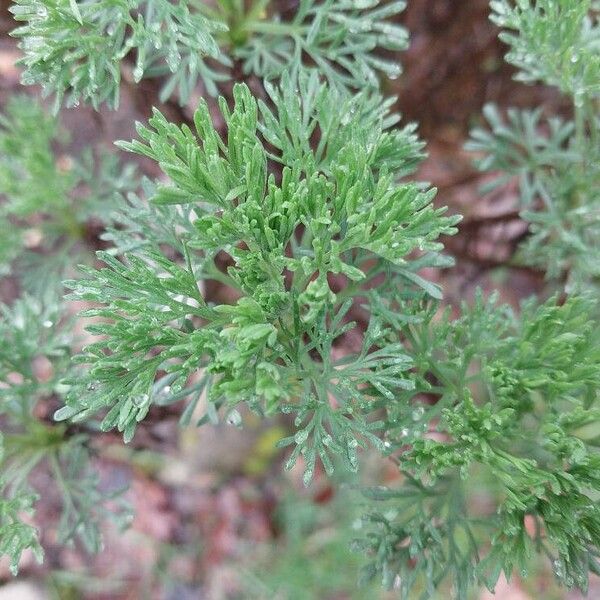 Artemisia abrotanum 葉