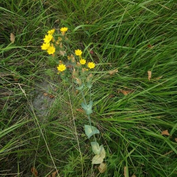 Blackstonia perfoliata 花