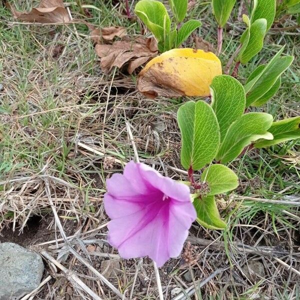 Ipomoea pes-caprae Flower