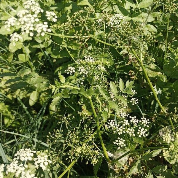 Berula erecta 整株植物