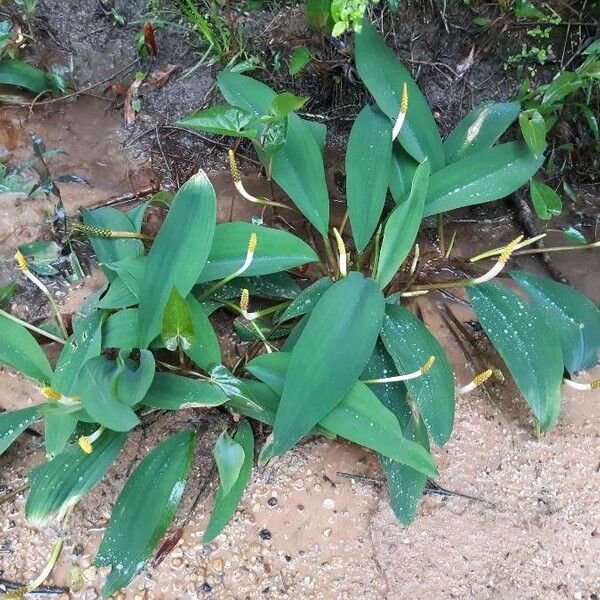 Orontium aquaticum Staniste