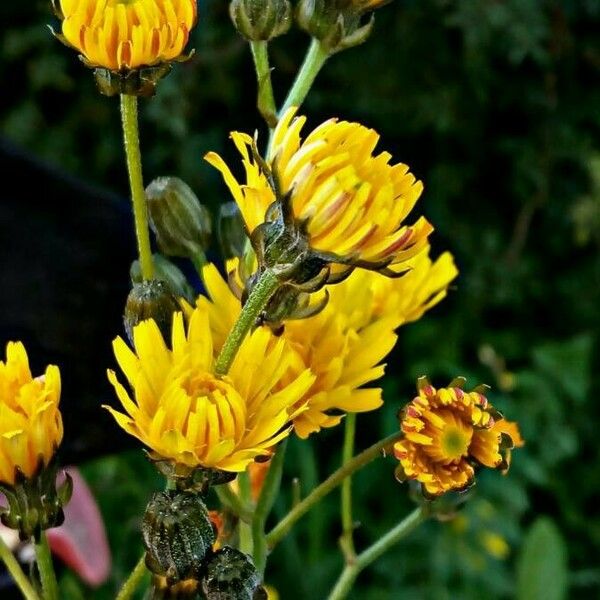 Crepis vesicaria Flor