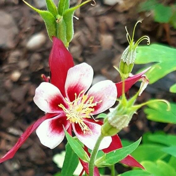 Aquilegia canadensis Flower