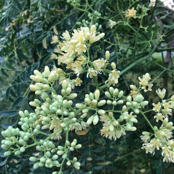 Moringa drouhardii Цвят