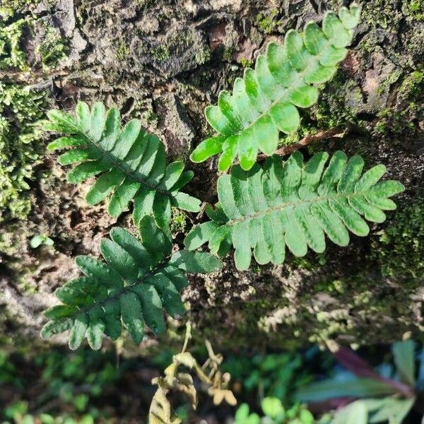 Pleopeltis polypodioides Лист