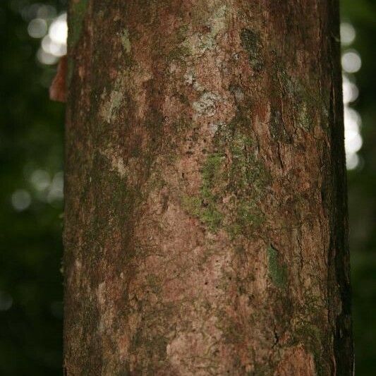 Posoqueria latifolia बार्क (छाल)