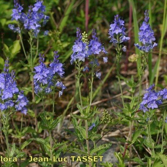 Veronica satureiifolia Habit