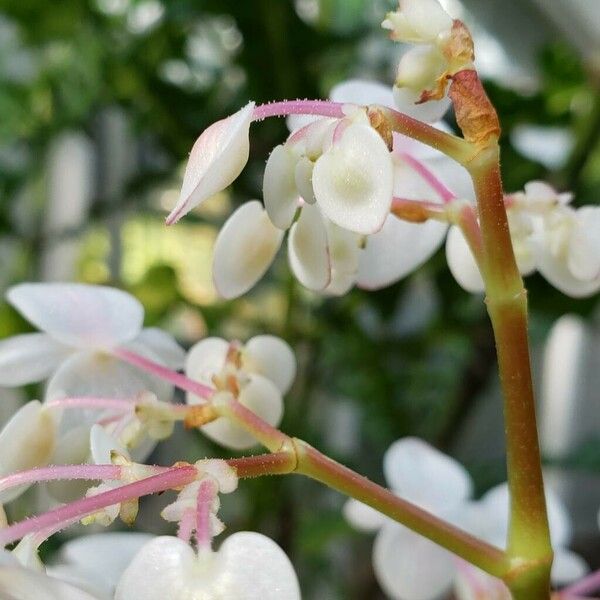 Begonia santos-limae Fruit