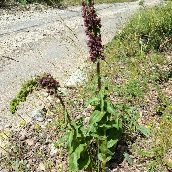 Epipactis helleborine आदत