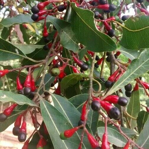 Damburneya coriacea Fruit