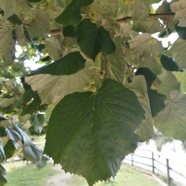 Tilia tomentosa Leaf