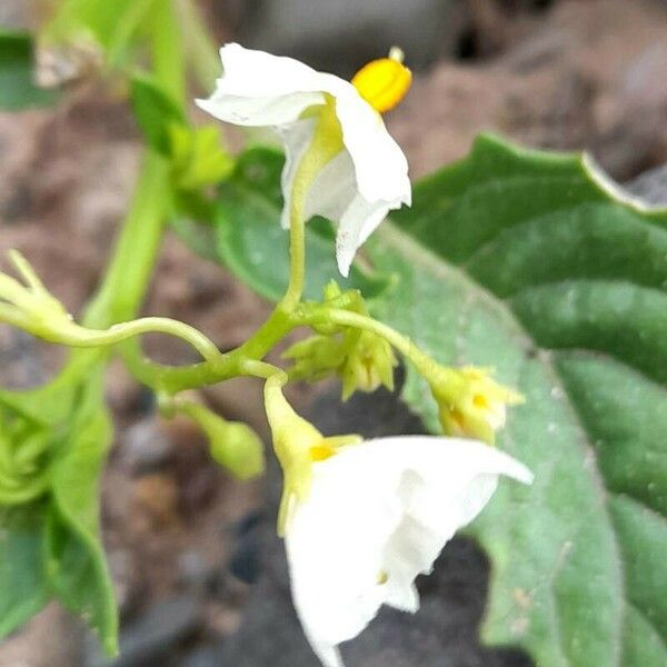 Solanum caesium Flor