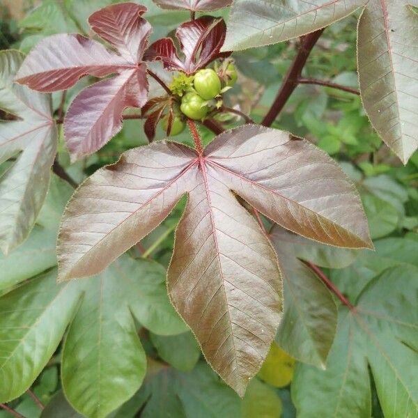 Jatropha gossypiifolia Foglia