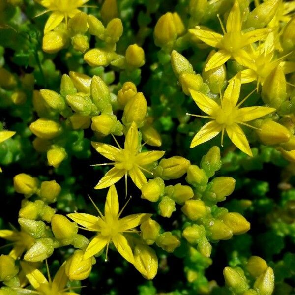 Sedum acre Flower