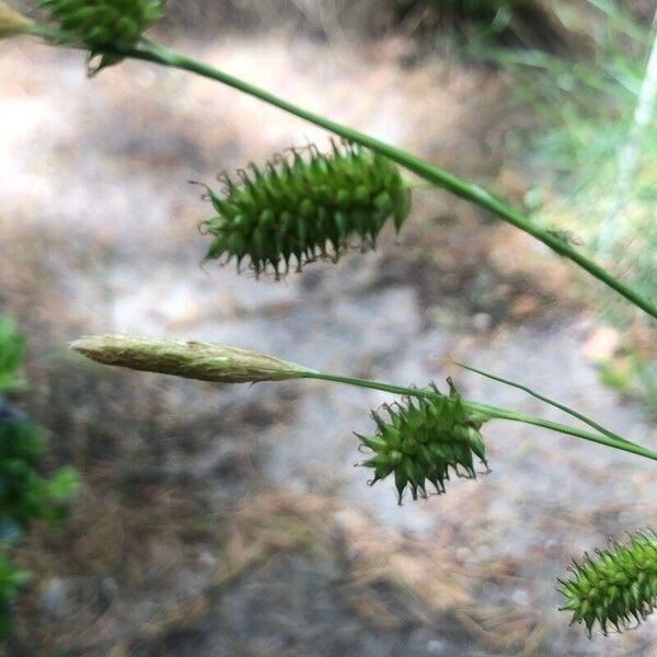 Carex pseudocyperus Çiçek