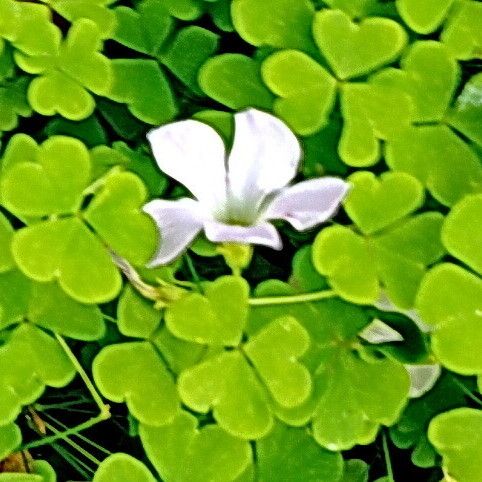 Oxalis incarnata Цветок