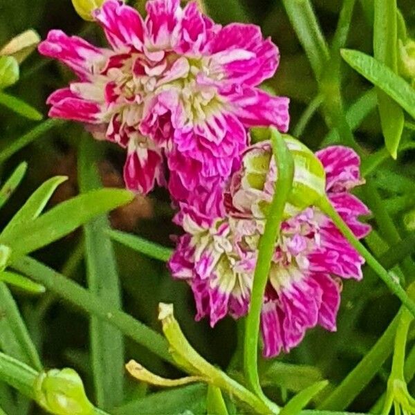 Psammophiliella muralis Flower