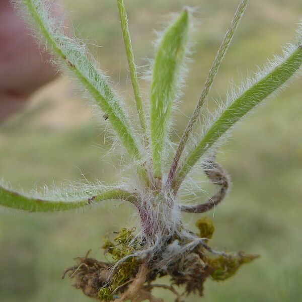 Plantago bellardii Costuma