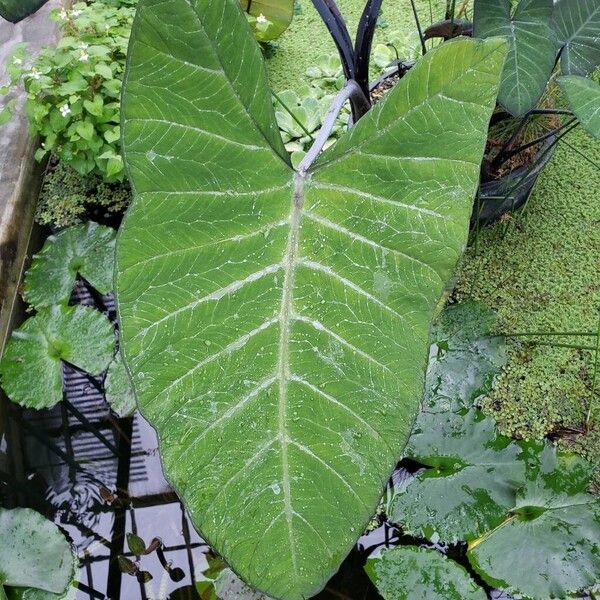 Xanthosoma sagittifolium Blad