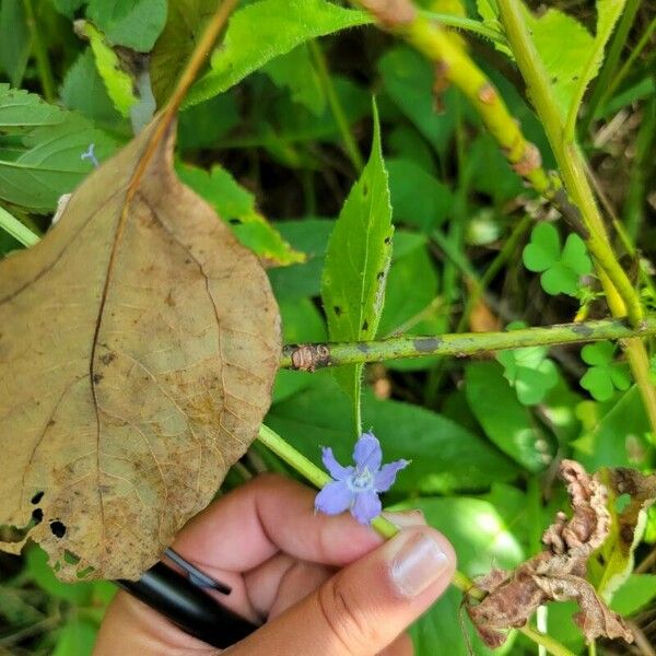 Campanulastrum americanum Flower