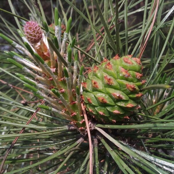 Pinus bungeana অন্যান্য