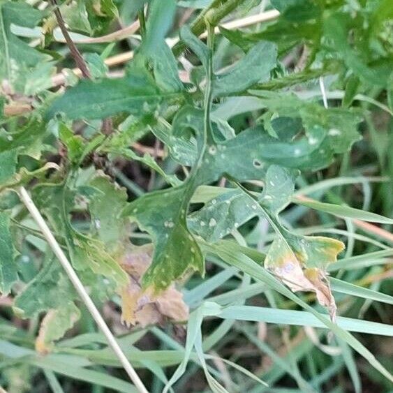 Sisymbrium loeselii List