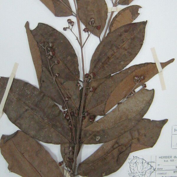 Eugenia polystachya