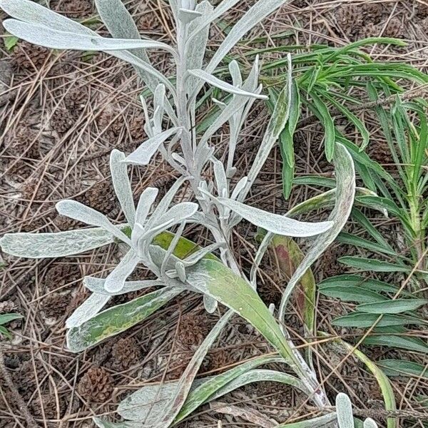 Helichrysum odoratissimum Flower